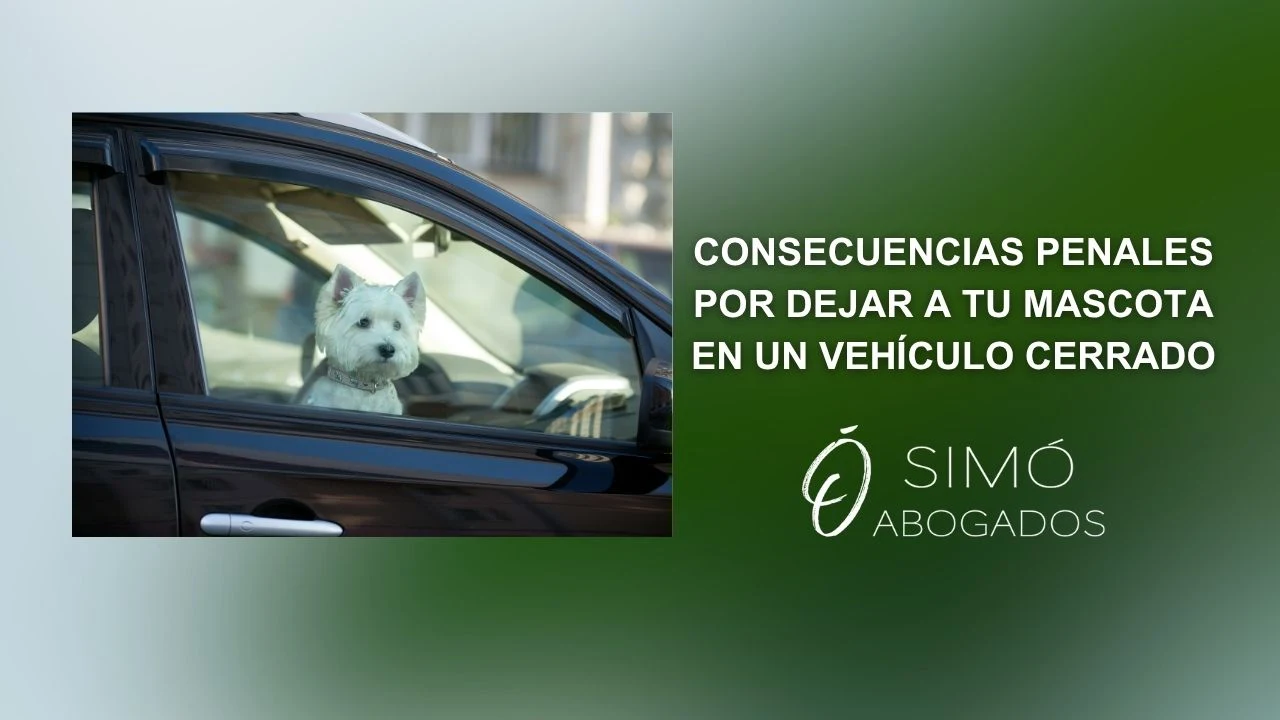 Dejar al perro en el coche: consecuencias penales