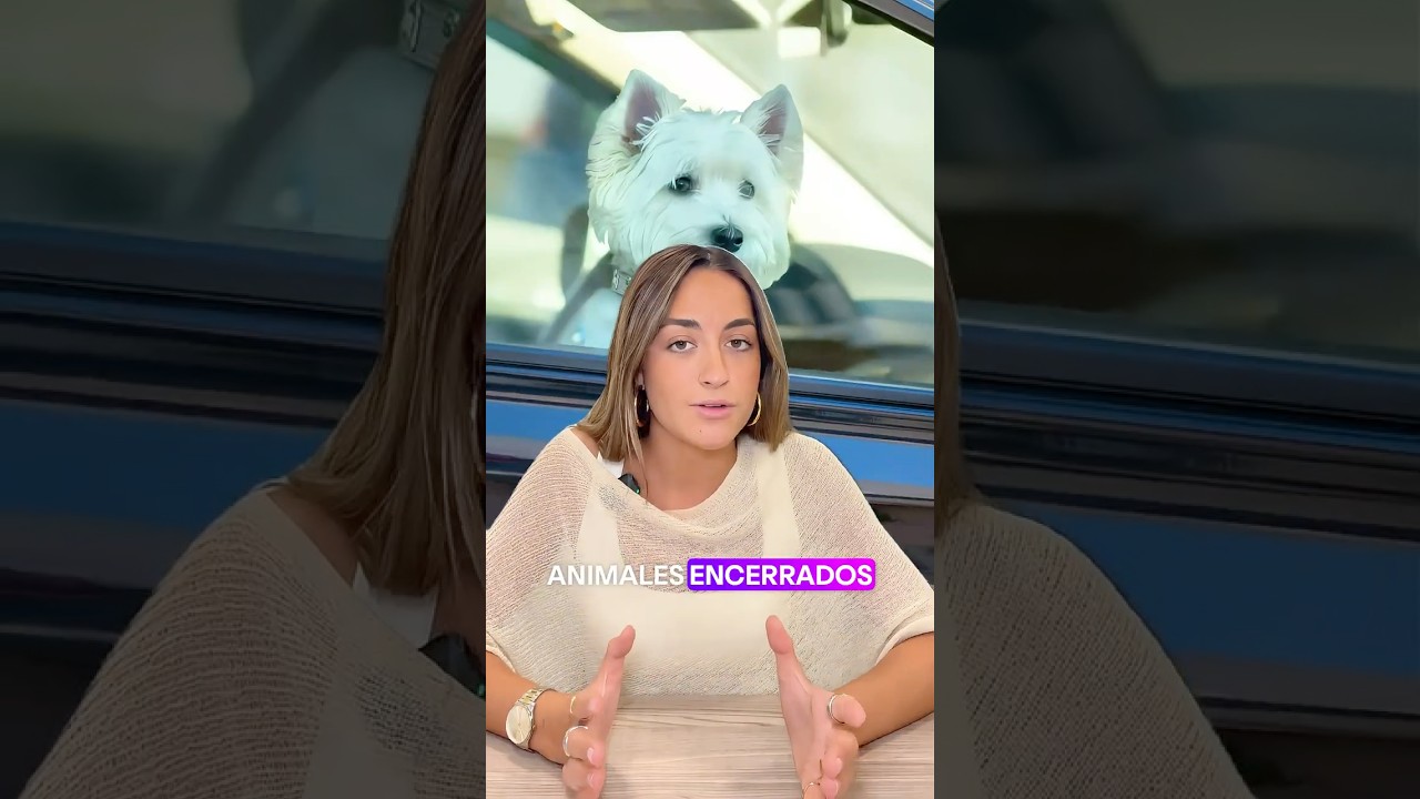 Vídeo de Consecuencias penales por dejar a tu mascota en un vehículo cerrado