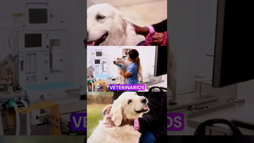 Vídeo de ¿Es delito rescatar un animal en peligro en España?